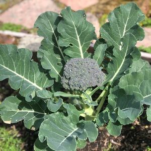 Meet your Posher, Rita